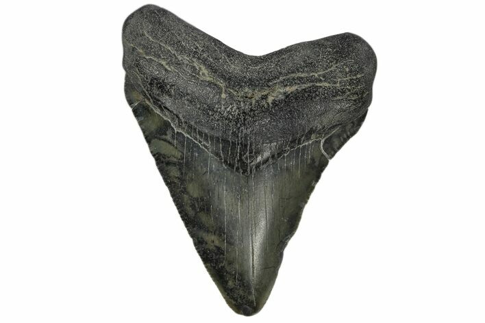 Serrated, Juvenile Megalodon Tooth - South Carolina #172104